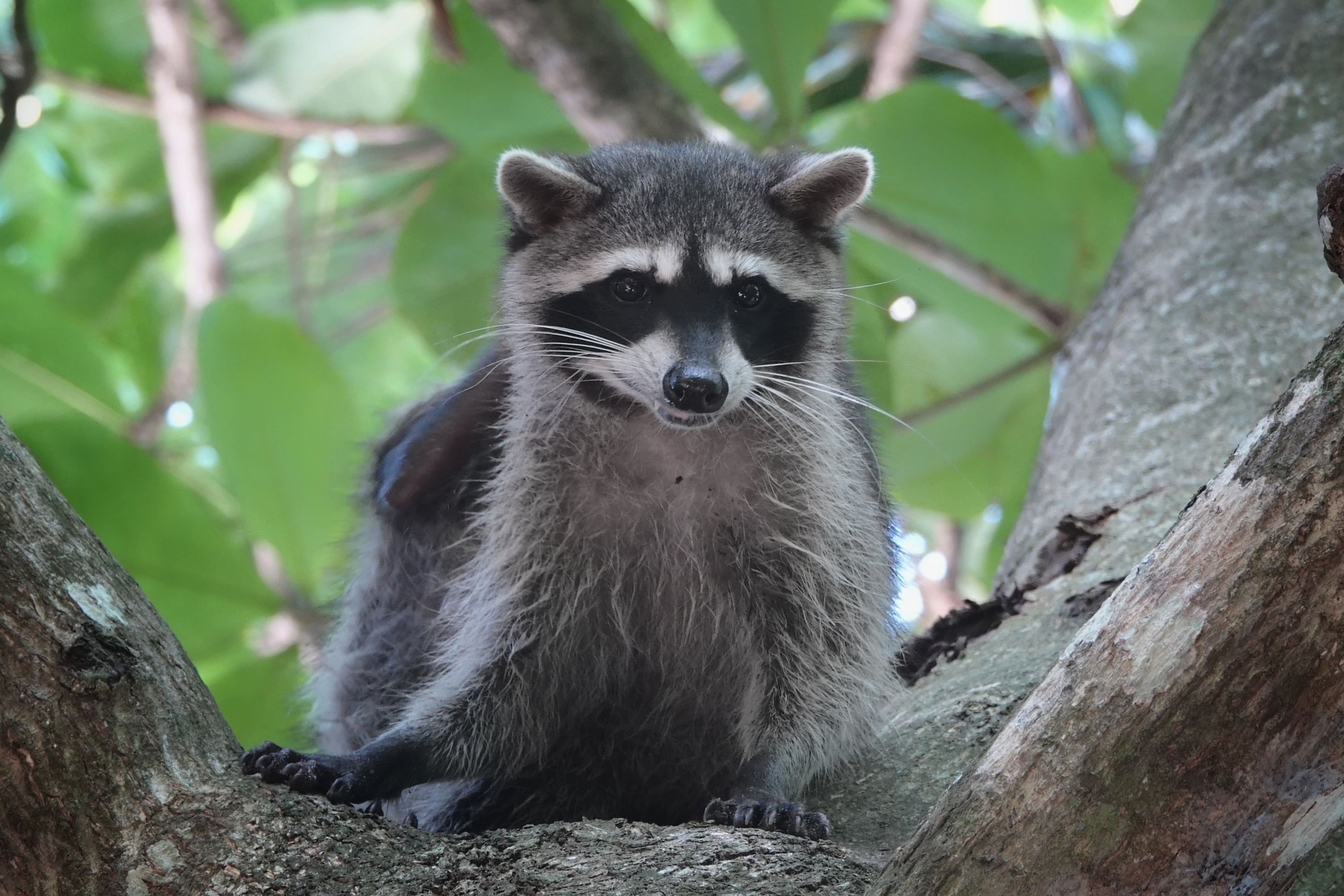 Raton laveur dans la forêt